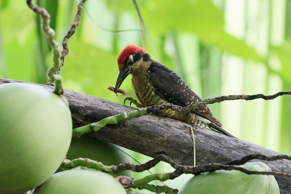 Black-cheeked Woodpecker